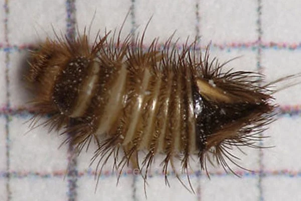 Halı Böceği İlaçlama